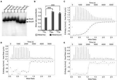 The Impact of Chromate on Pseudomonas aeruginosa Molybdenum Homeostasis